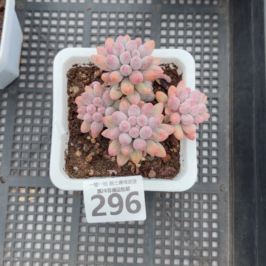 婴儿手指老桩无盆土发货