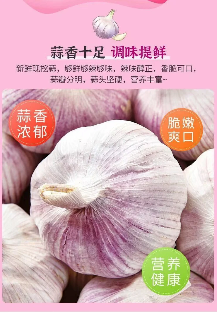 河南全干大蒜紫皮多瓣大蒜头