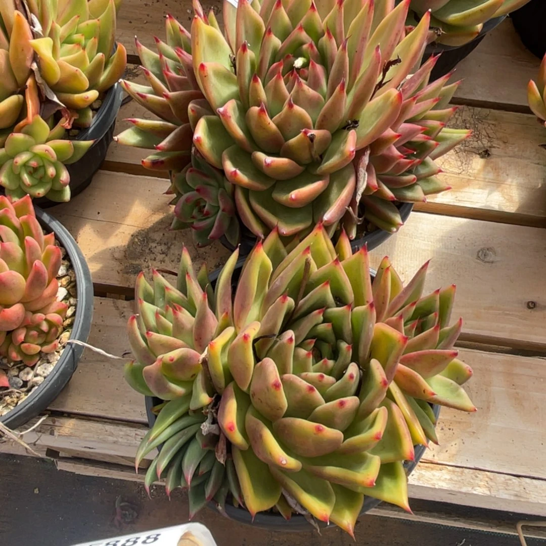 无花朵若如东云组拍E887