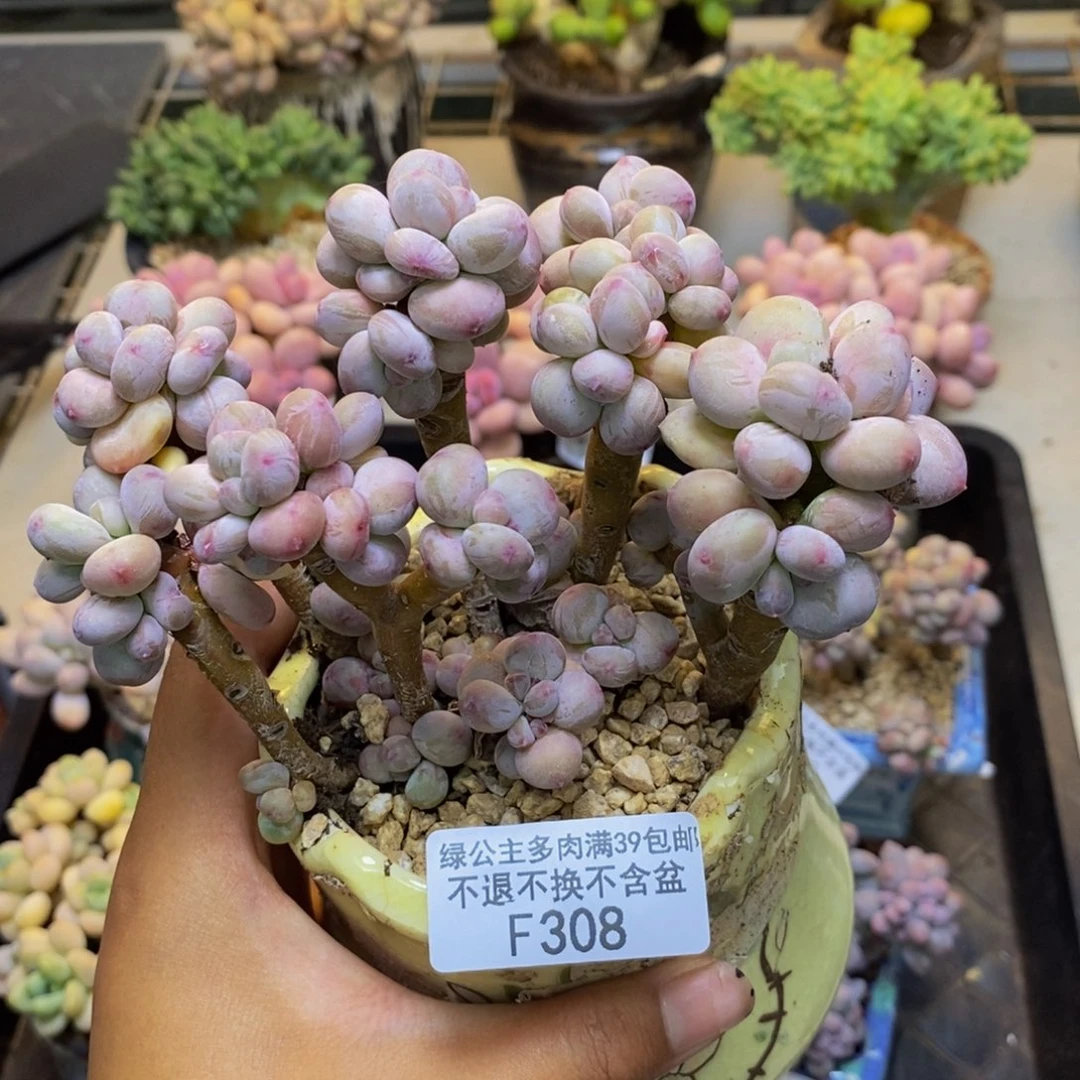 308苹果奶四代多肉10c m