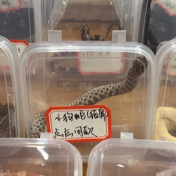 猪鼻宝宝小狗蛇同款超可爱