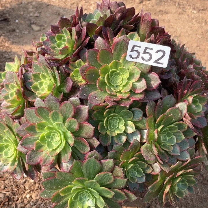 552多肉植物保护万黄