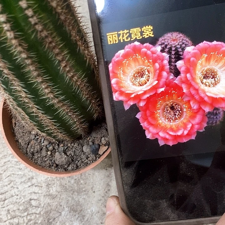 尼桑仙人球，35678999