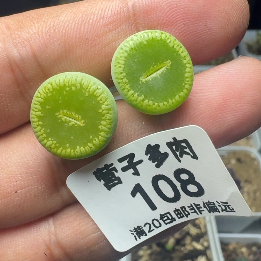 绿光阳。