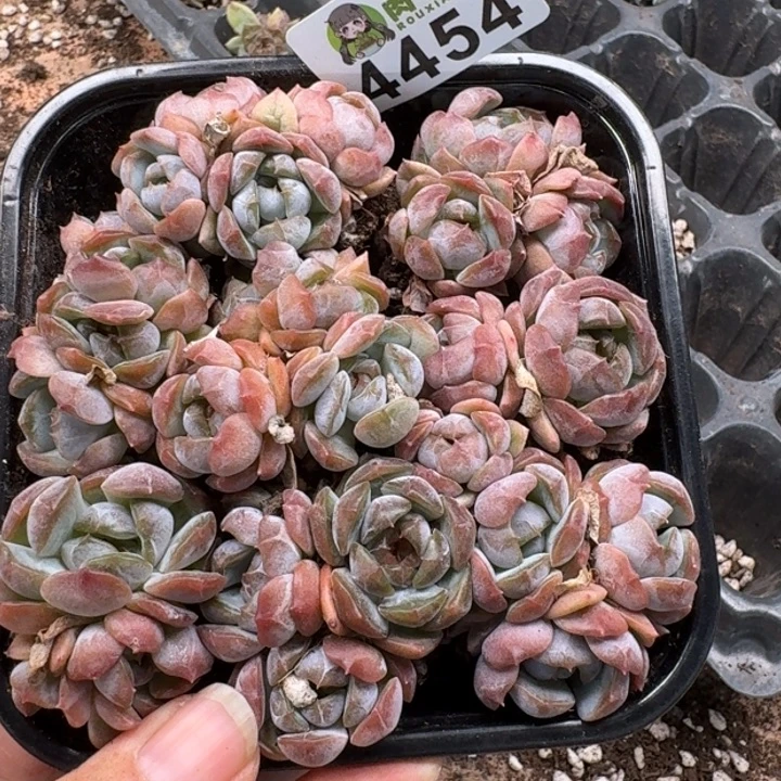 完全开放多肉植物多肉植物