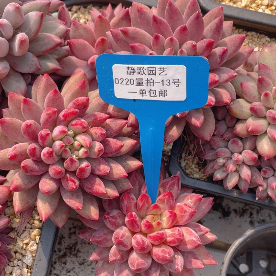 0220-13-羽毛体虞美人福利一颗