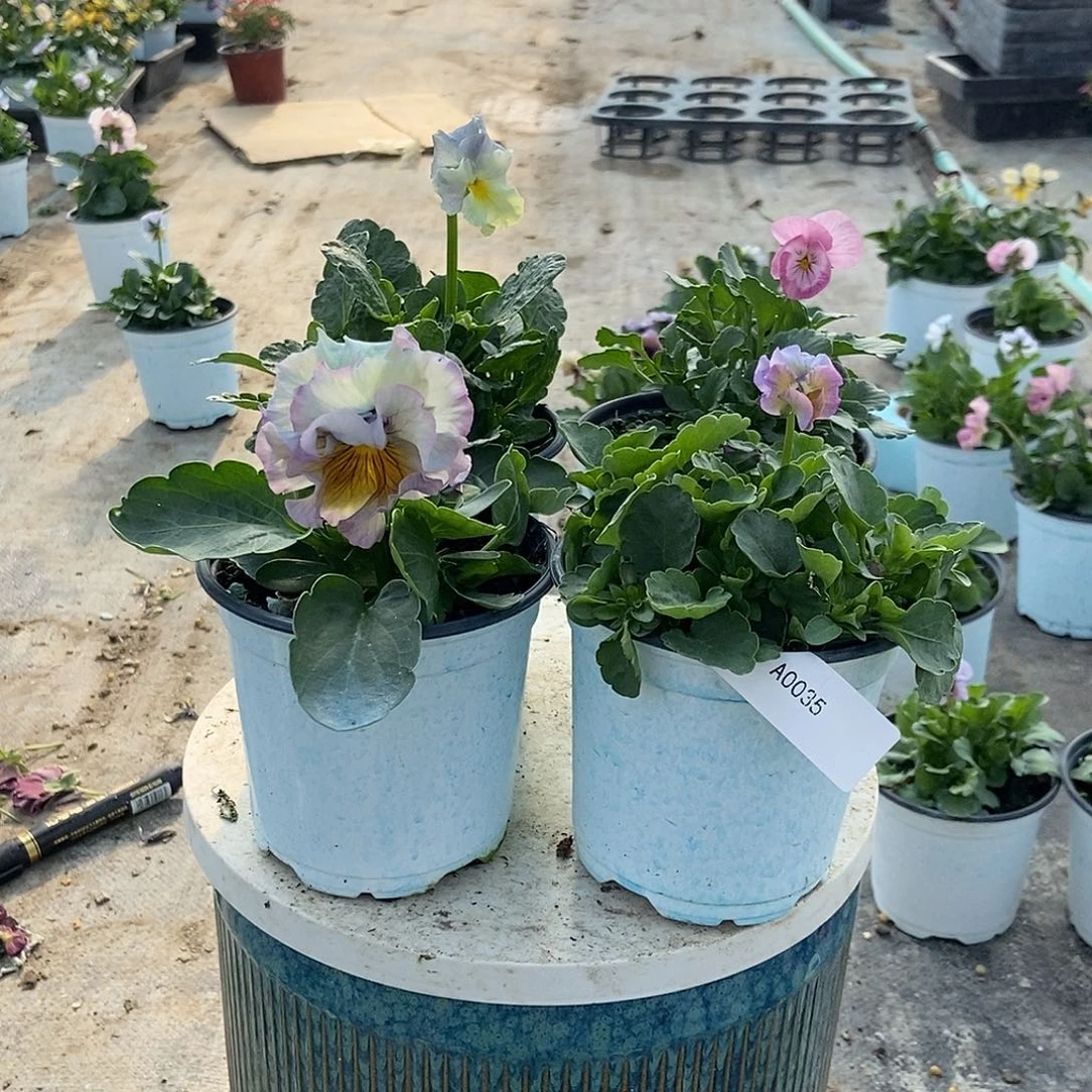 大部分花苞少量开放35