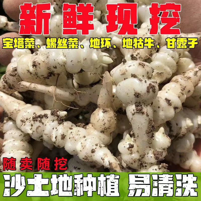 新鲜螺丝菜农家特色蔬菜地环现挖地牯牛地溜子农家新鲜蔬菜