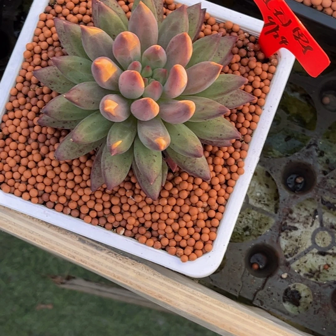 ****小姐姐的多肉植物群生多肉植物