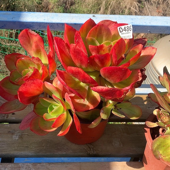 流***飞红菱缀化 486 基地已转处理玻璃心勿扰