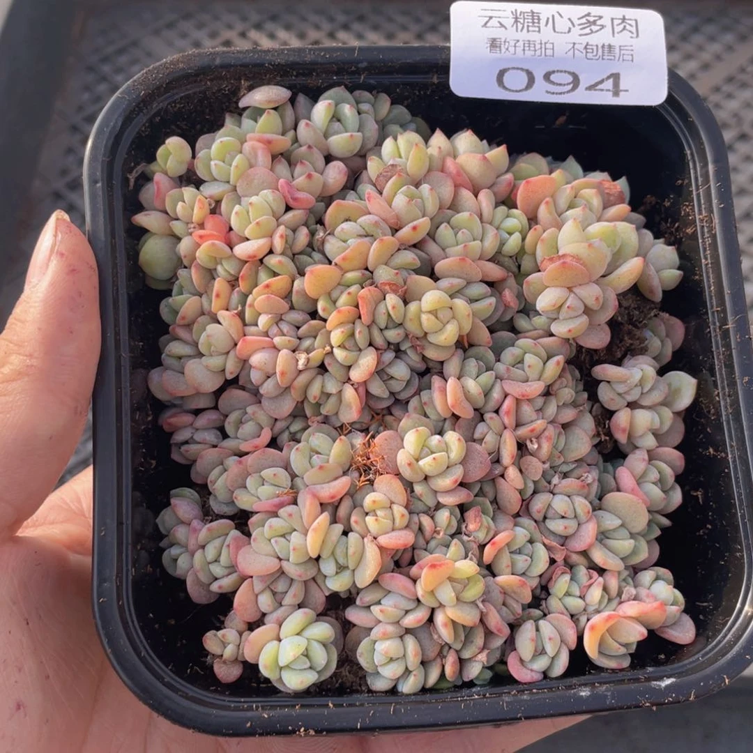 云糖心多肉植物94