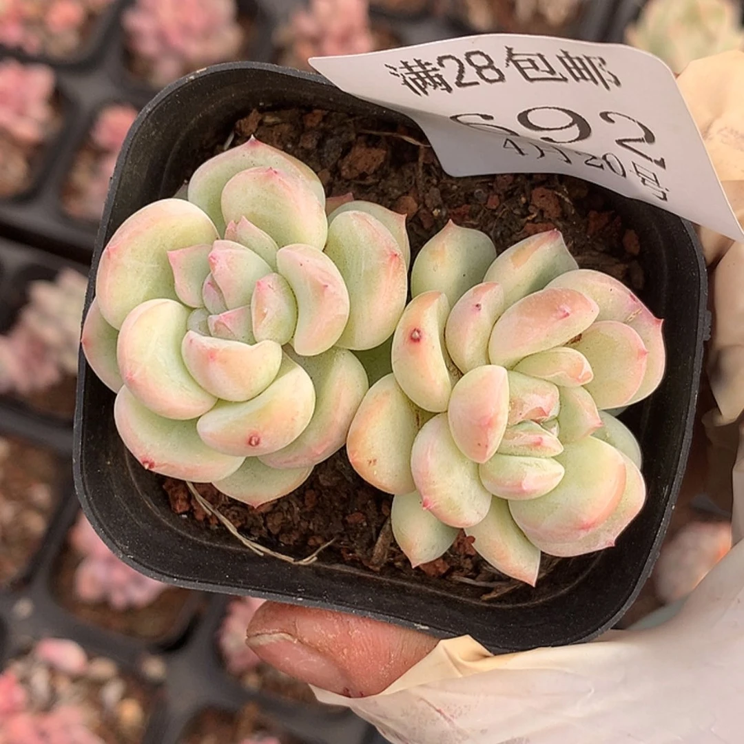 【闪购商品】云692