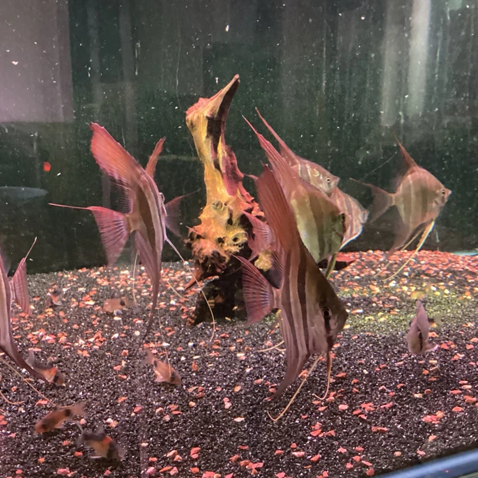 埃及热带观赏鱼