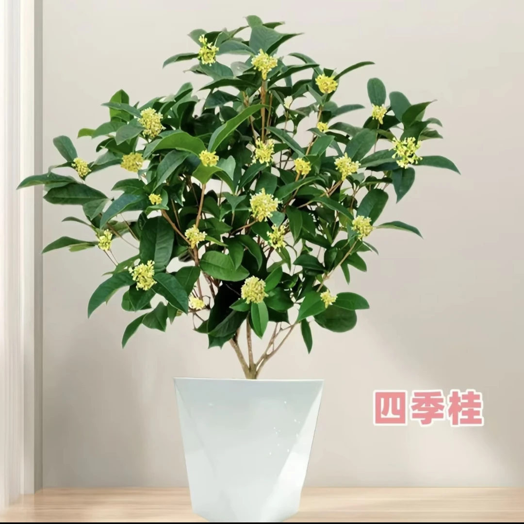 盆栽四季桂花树月月桂开花带香味阳台室内外好养易活庭院花卉绿植