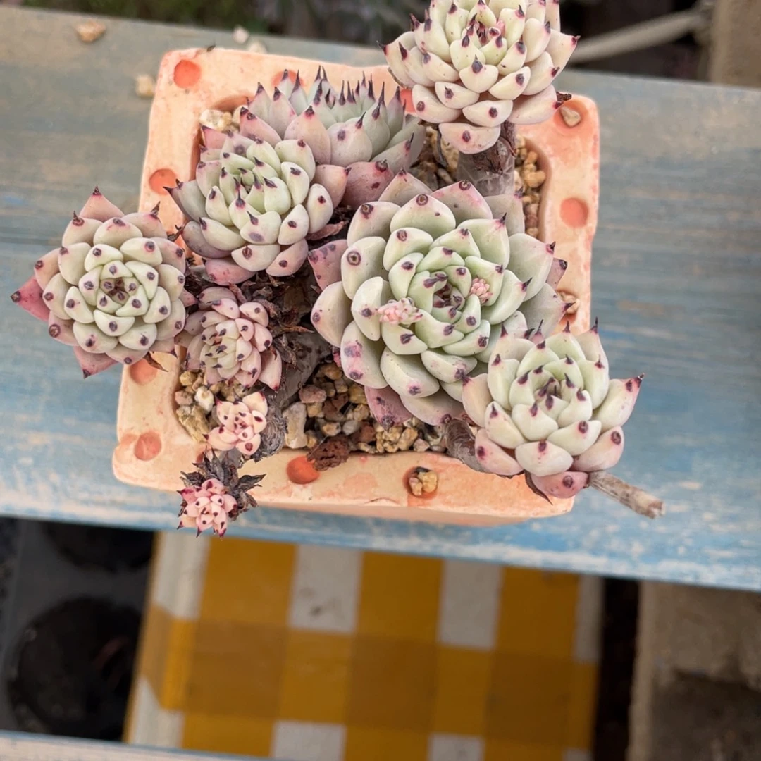 绿爪老桩群生景天