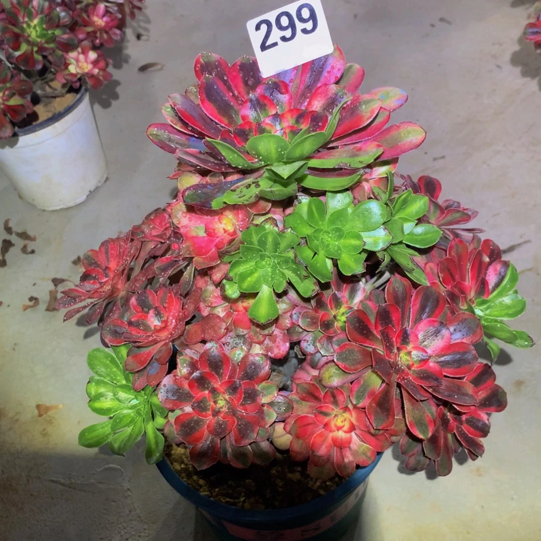 颜***钰法师多肉植物299初恋