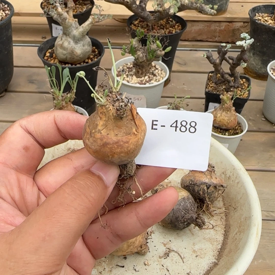 488开普敦厚敦菊块根植物
