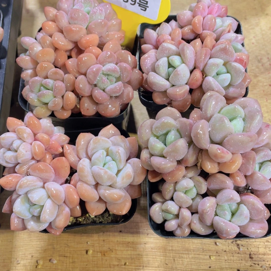 1339号 老桩多头精品白鹭群一个