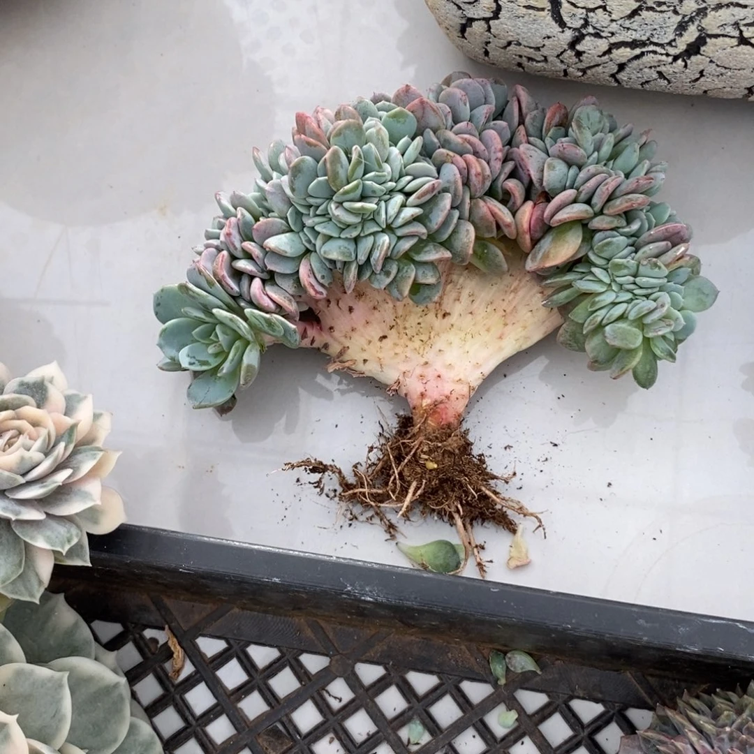 海棠花缀化有侧切028