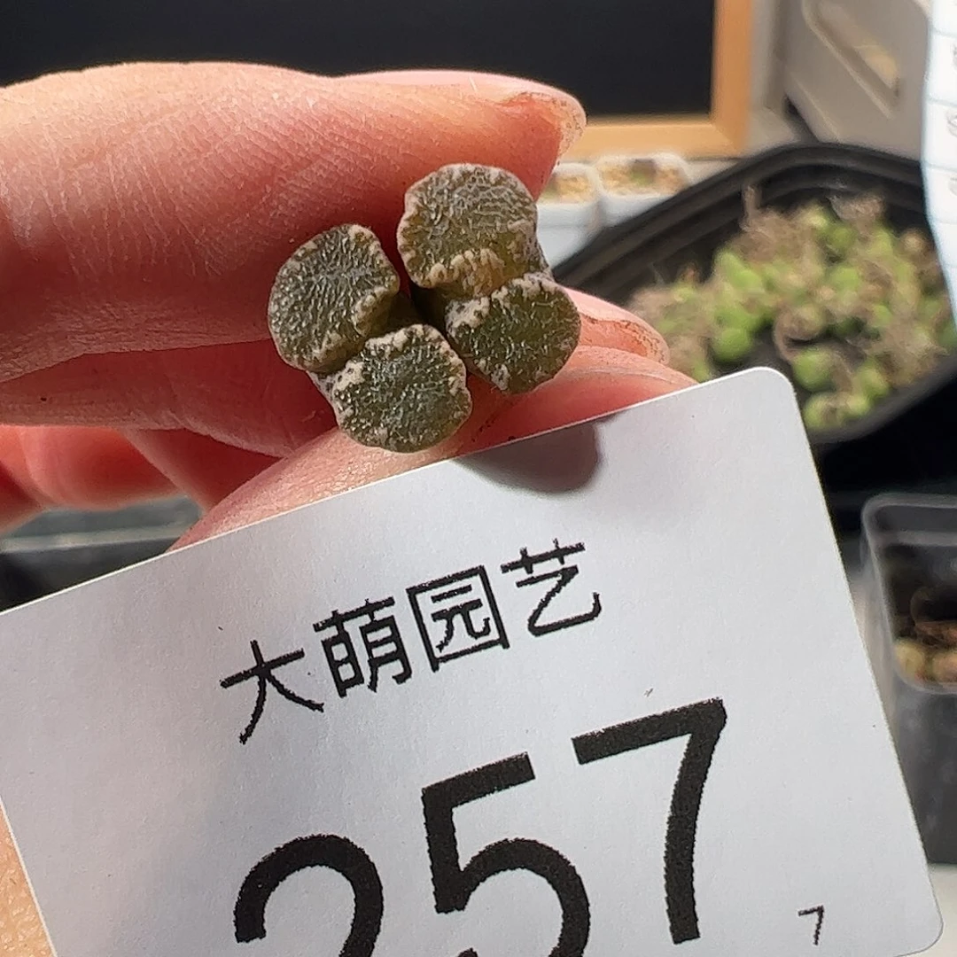 0000257 一物一拍