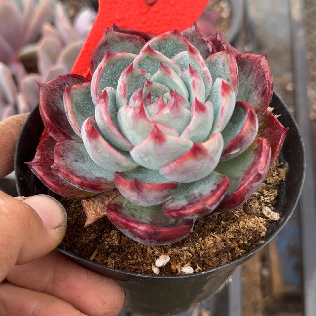 惊鸿一物一拍包装收缩花旱216