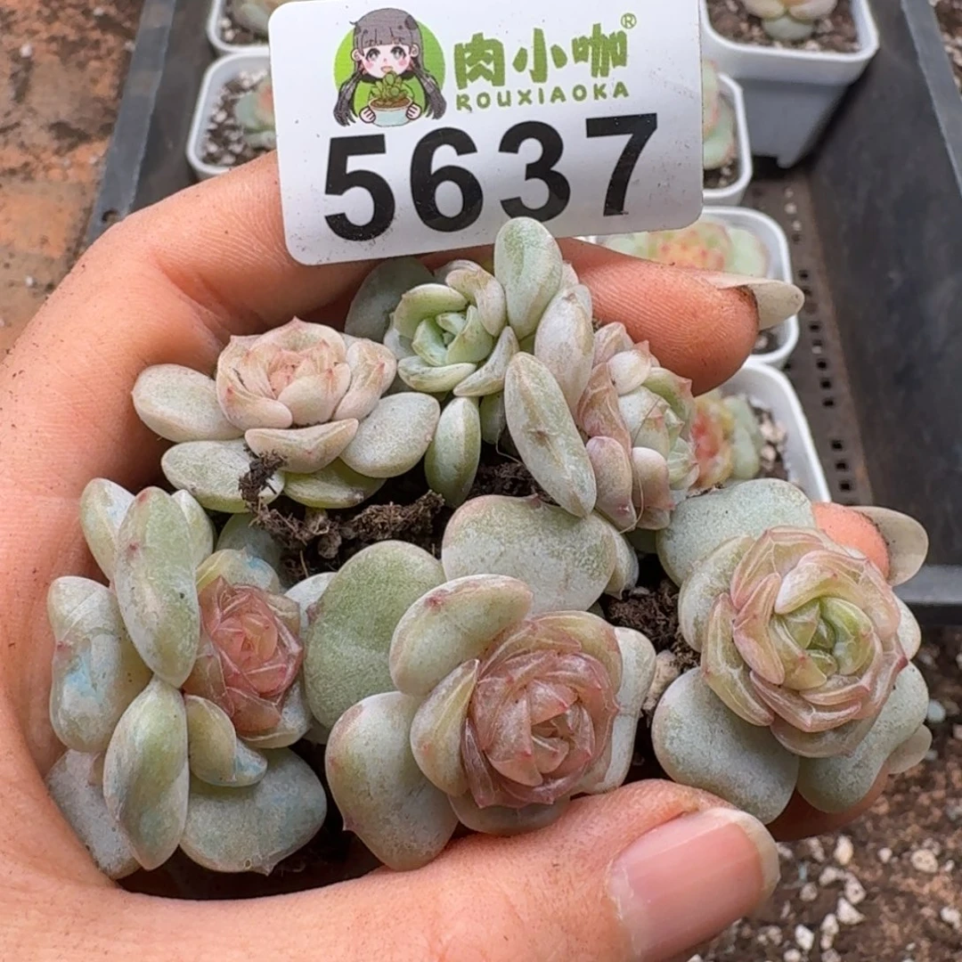 碳***丫多肉植物多肉植物