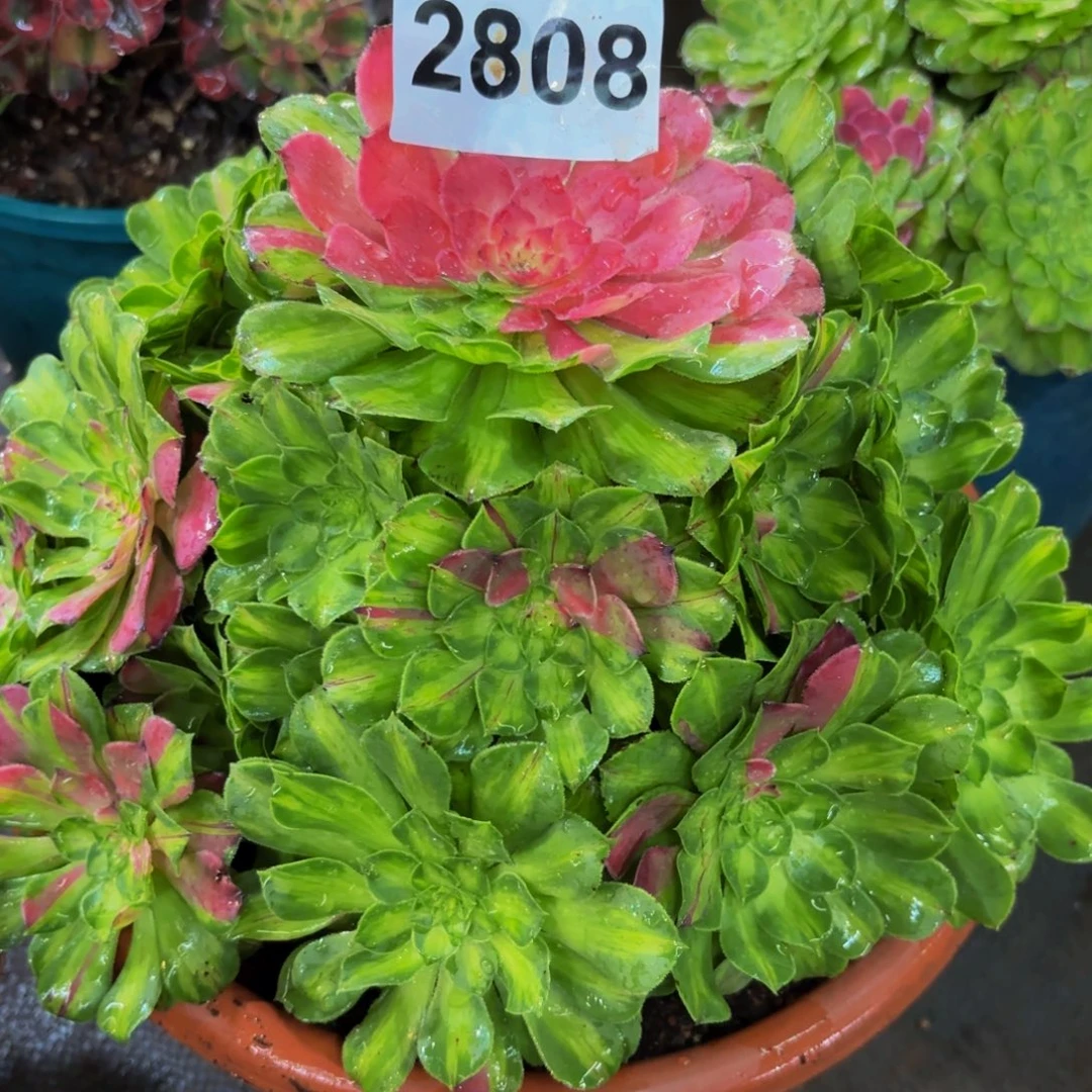 2808多肉植物知否