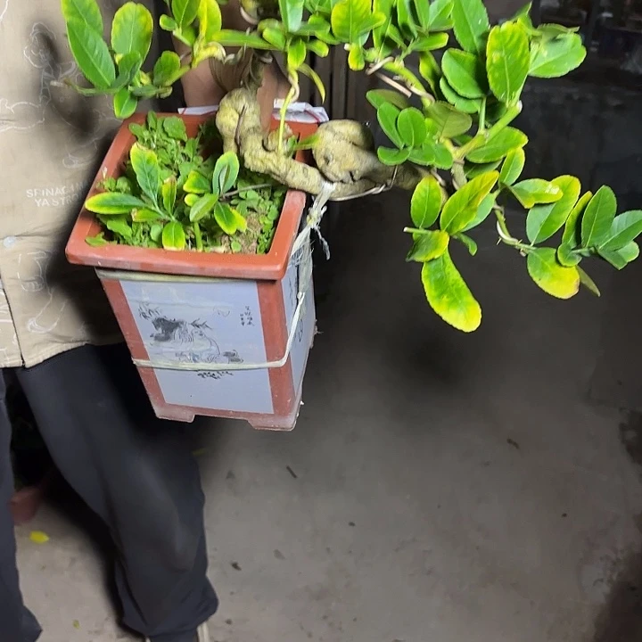 宠***士无花朵哈哈哈哈哈