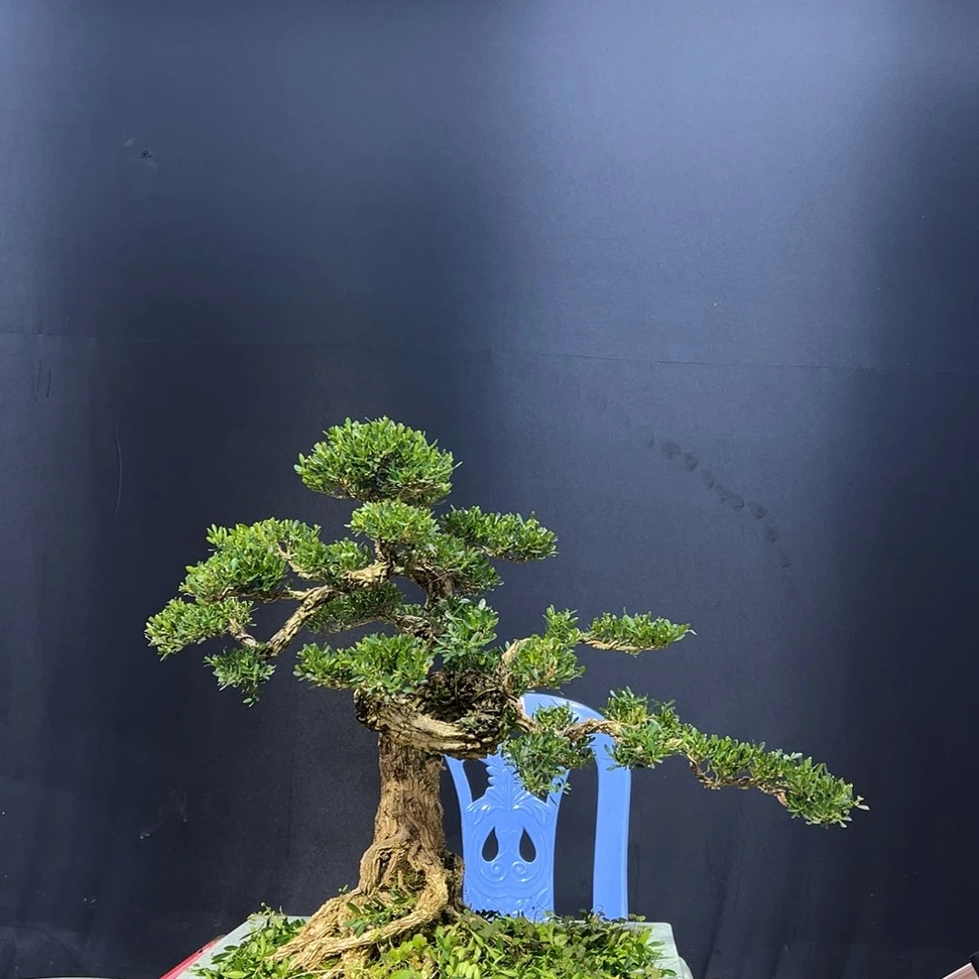 当前无花朵，栽培后可花朵黄杨盆景