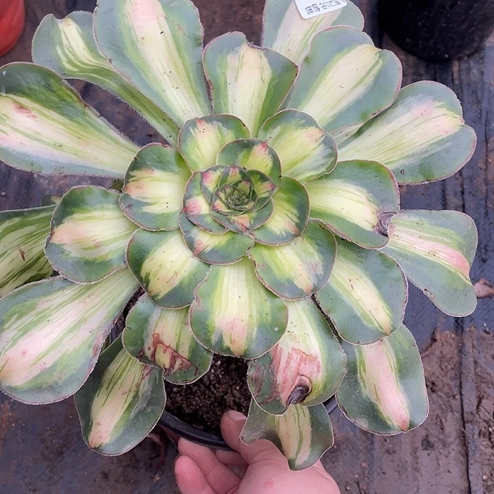 79暴君多肉植物法师