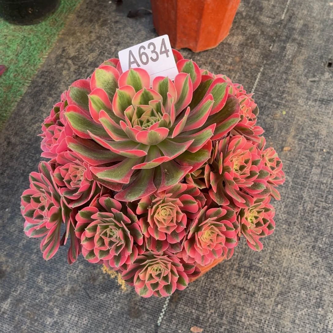 粉女巫00000000000634