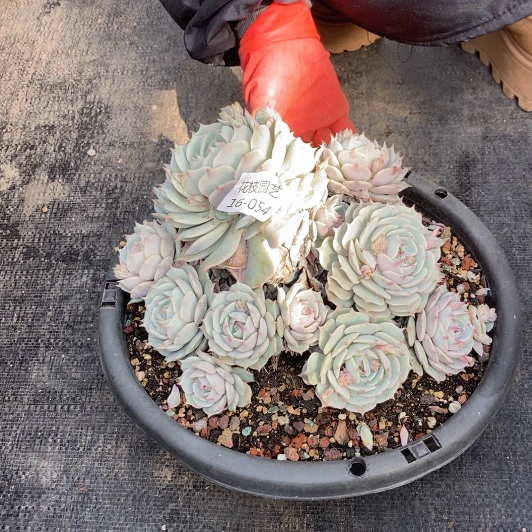 L*16.54露娜莲一物一拍