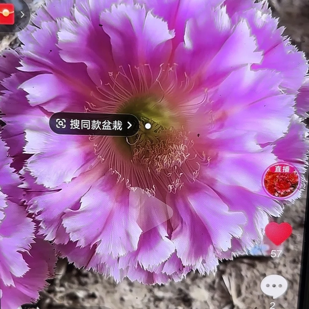 云端彩公分侧牙20包邮35