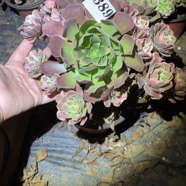 大***姐389青苹果阴阳多肉