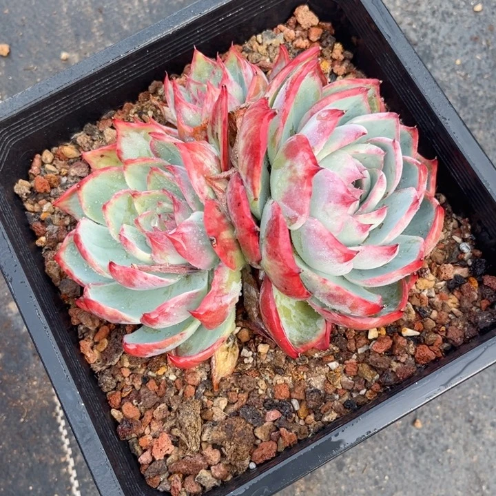 早****吃惊鸿3头2号85887896687