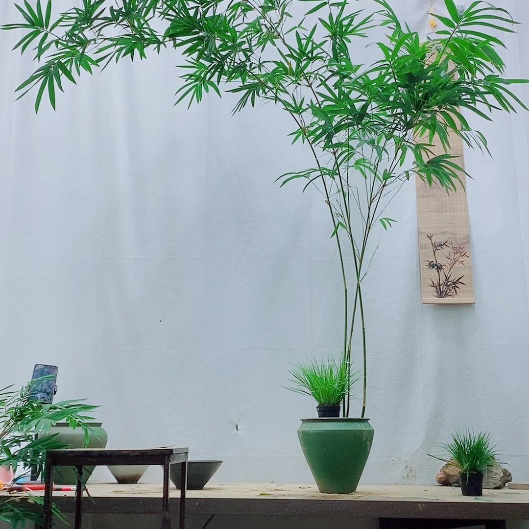 无花朵绿观音带盆土培