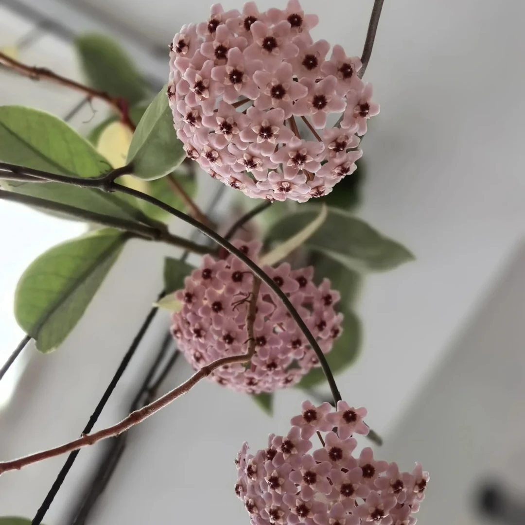 花叶外锦 花叶球兰爬藤花卉观叶观花植物三色球兰锦