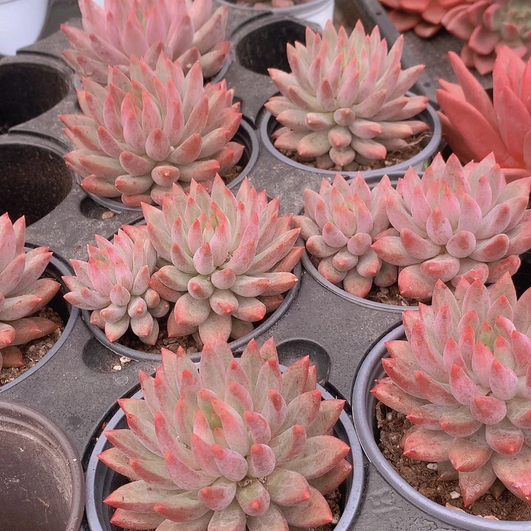 流沙题虞美人456789“lllp
