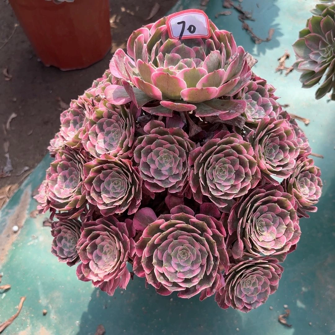 无花朵70霁月多肉植物