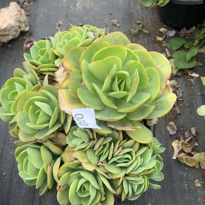 ༻***听020云欣多肉植物碧桃