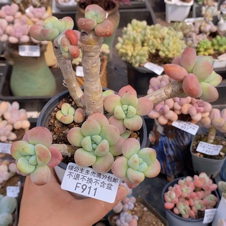 樱花洛神老桩911多肉植物