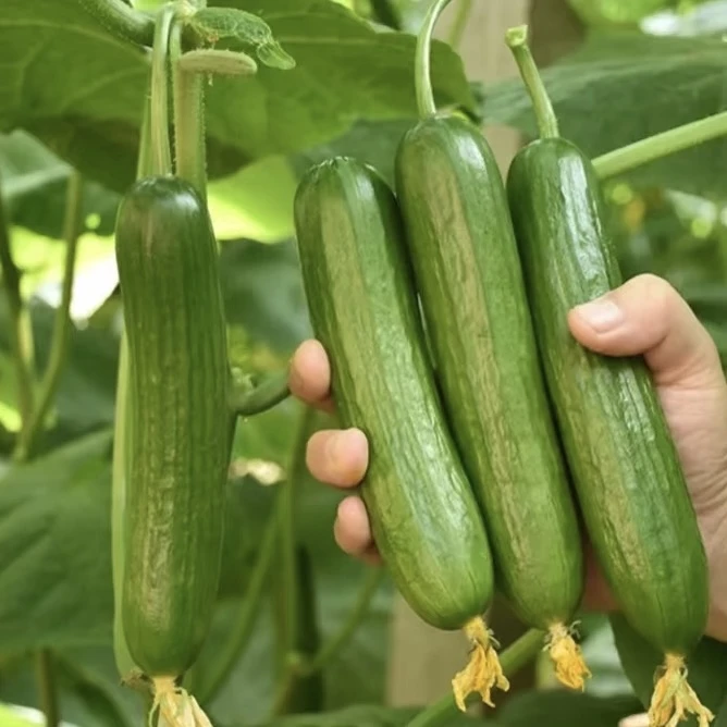 山东新鲜水果小黄瓜现摘现发脆嫩无刺生吃清甜多汁