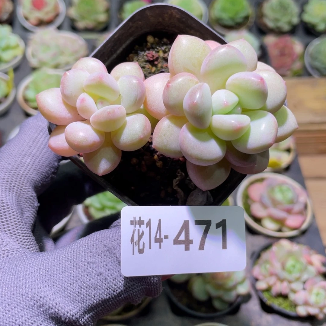 花利美14-471泡泡糖