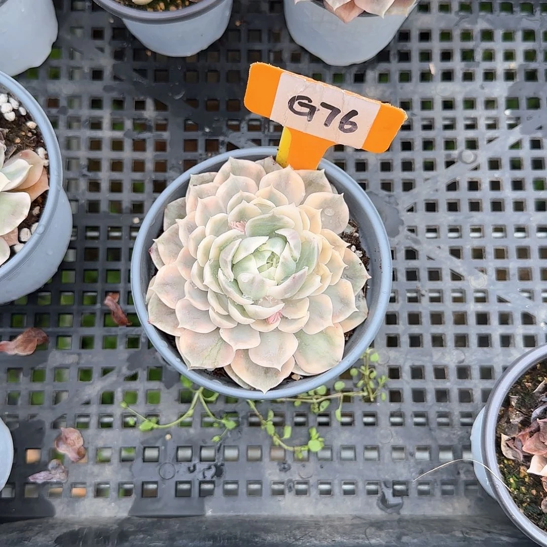 浅**凉G76昂斯洛锦多肉