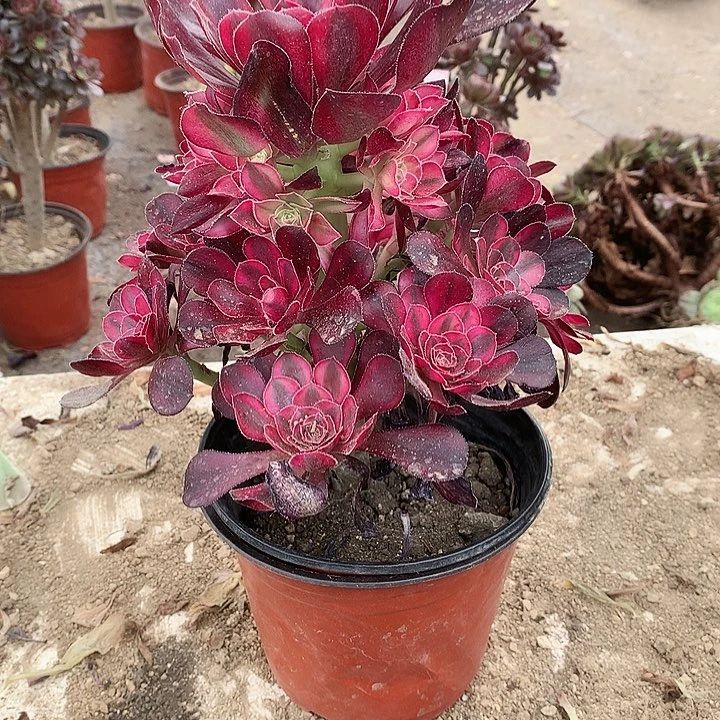 122香奈多肉植物