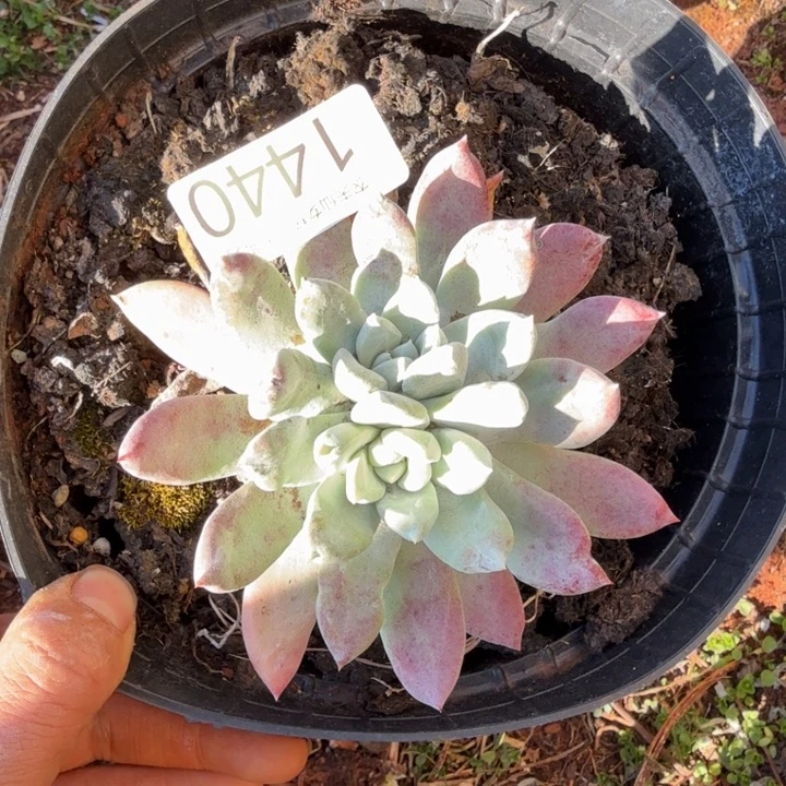 3代杂交仙女杯多肉福利