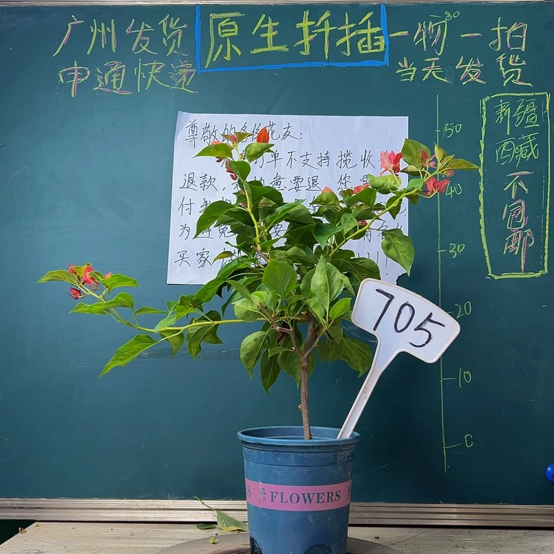 当前无花栽培后可以开花  福利 落日  705