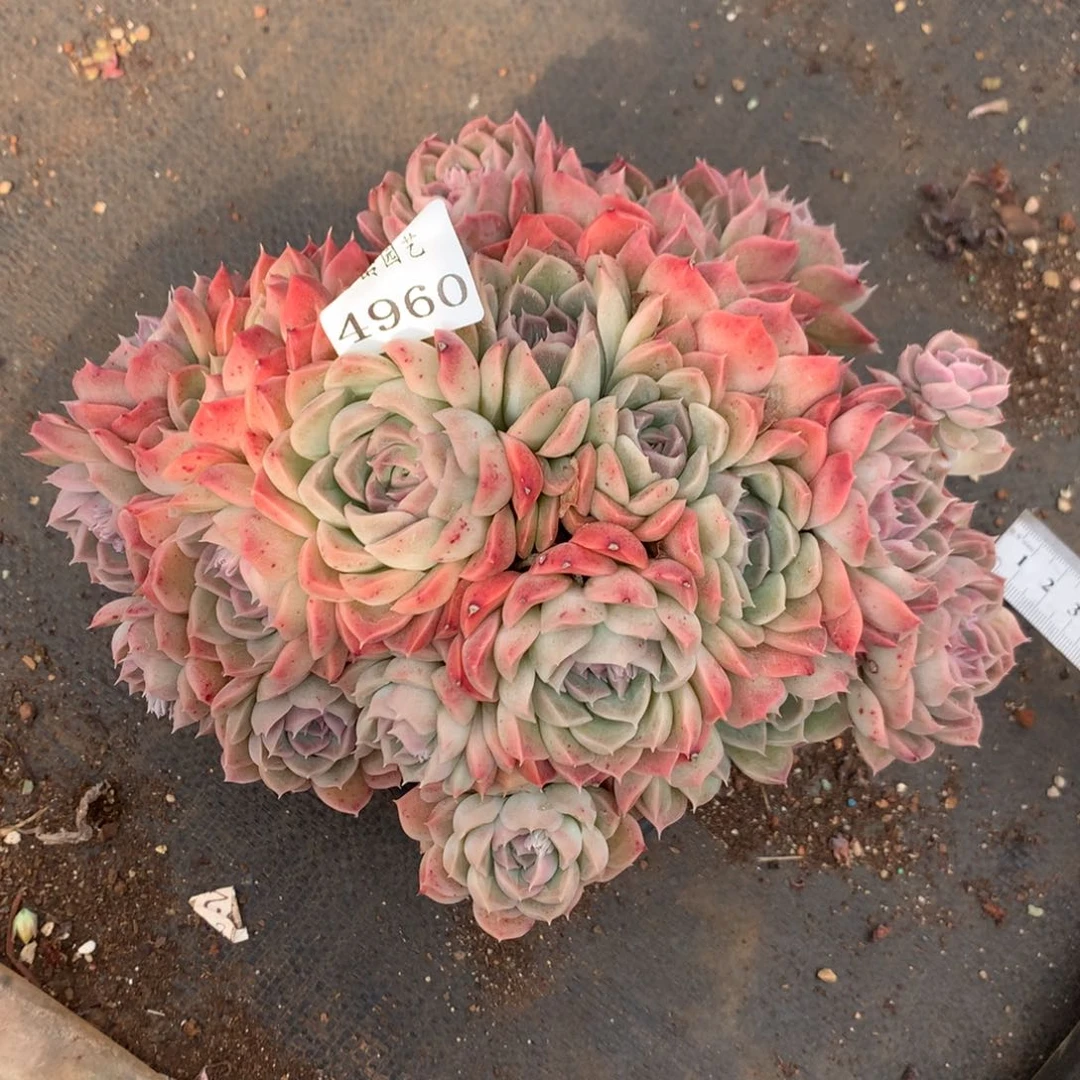 4960杂交精品基地21厘米