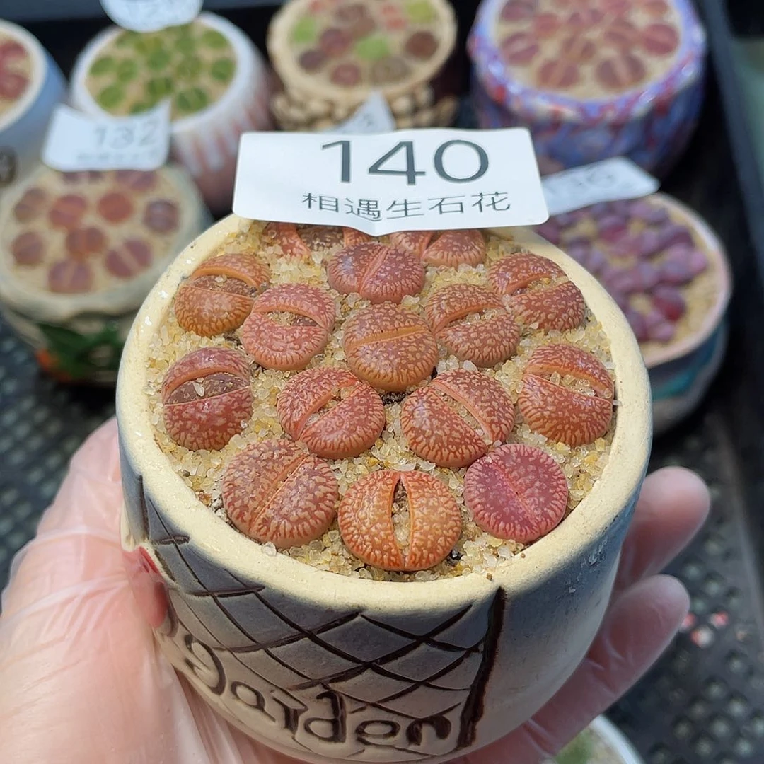 相遇生石花链接140