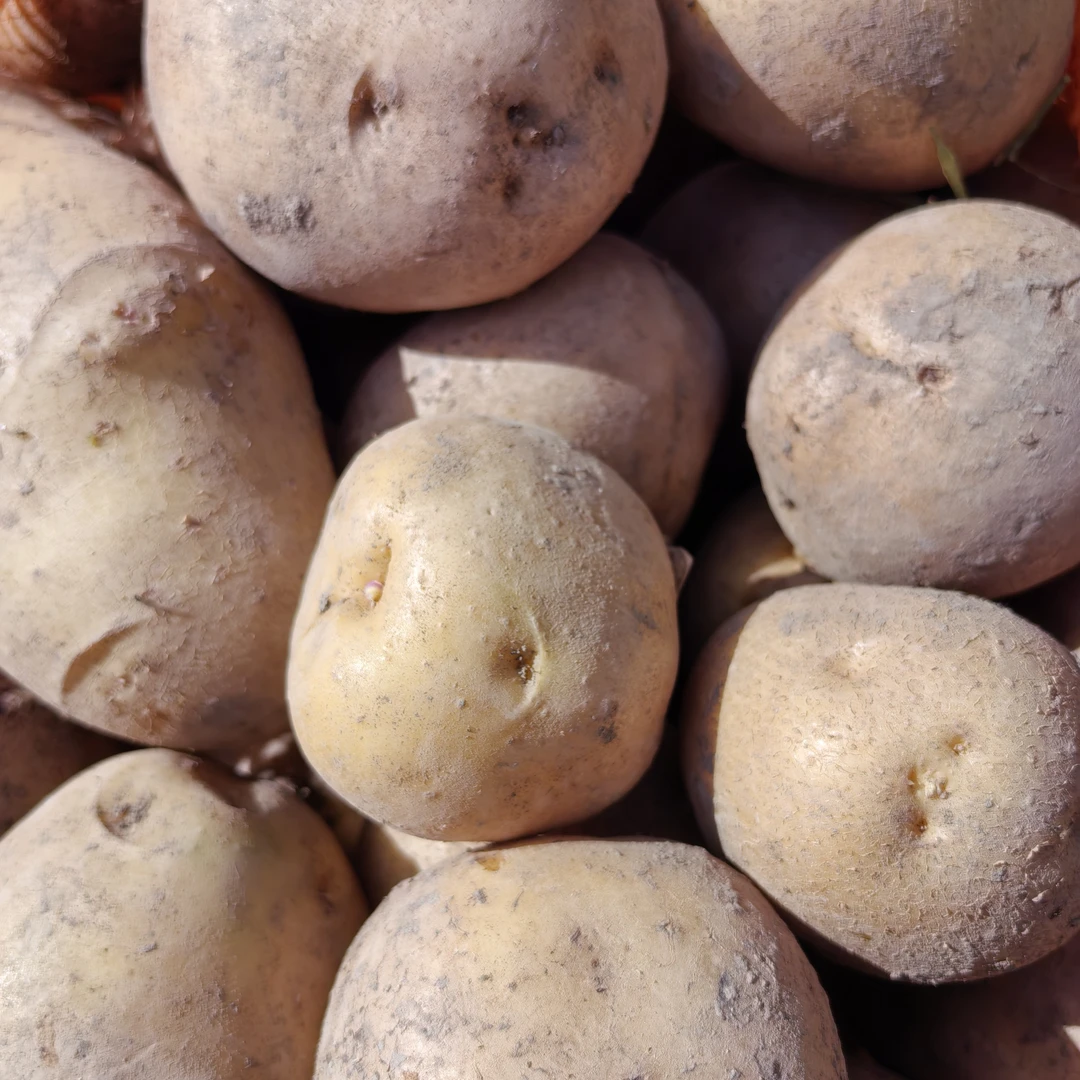 【新疆包邮】吉木萨尔黄心沙土豆/软软沙甜/当季现采现发